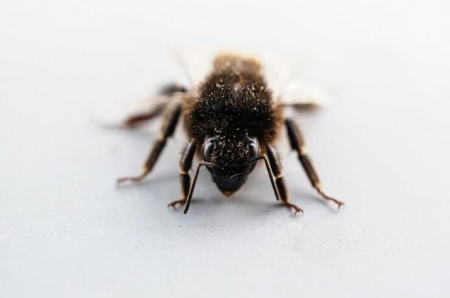 How To Recognize Signs Of Bed Bugs In Your Home And On Your Belongings